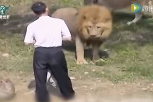 男子失足掉進獅園，獅子對他發起攻擊，他的舉動竟嚇退兩頭獅子
