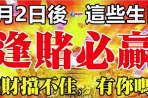 1月2日開始，橫財擋不住，逢賭必贏的生肖。