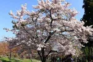 阿裡山櫻花將登場假日交管限制入場