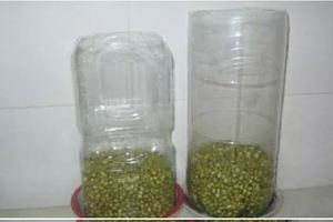 1個「可樂瓶」就能種出新鮮蔬菜！教你種「豆芽、芹菜、青蔥」，安全無毒，吃著放心！