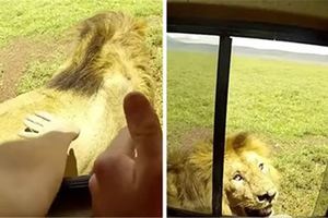 超中二旅客「打開車窗摸獅子」　下一秒獅子發怒轉頭差點GG