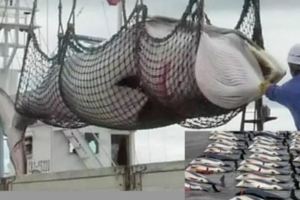 為什麼日本寧願補貼80億，也要捕殺鯨魚？答案沒那麼簡單