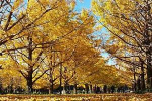 2018日本賞楓懶人包！TOP5日本紅葉景點