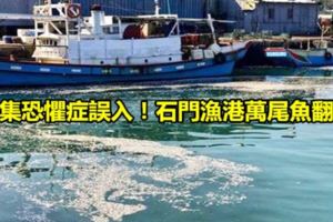 密集恐懼症誤入！石門漁港萬尾魚翻肚