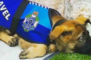 太愛打瞌睡！遭開除的小警犬一臉懷疑狗生　「轉職」後日子反而過超爽