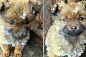 小奶汪沾滿雪「怯生生站門口」　見到牠就抬頭望：我好想要有個家…