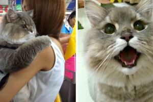 「圓滾滾胖貓」一出門就是焦點　洗完澡洩真身：倫家只是虛胖啦…