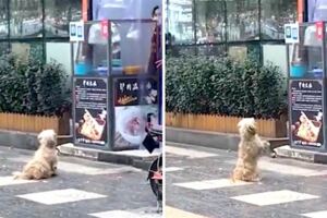 餓到跟攤販「拜託拜託」乞食　抹布浪浪背影惹網淚：誰來給牠一個家…
