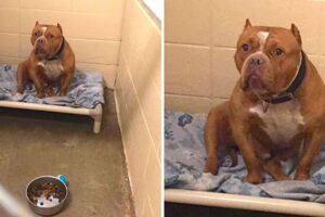 人生第一次領養汪汪…　她照顧「哀愁比特犬」整隻重生逼哭網友