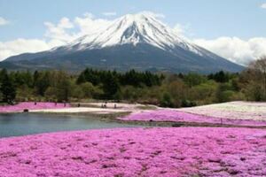 2019日本櫻花花期與賞櫻景點搶先看