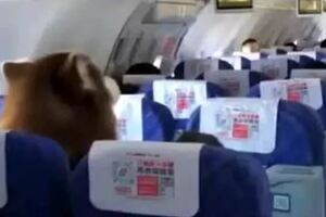 飛機上竟坐了隻…阿拉斯加雪橇犬！這麼大的狗能進客艙？