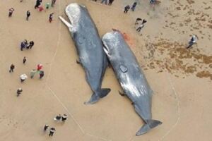 13隻「巨大抹香鯨」慘死岸上！屍體解剖後，科學家在牠們身體挖出了讓「人類滅絕」的東西！