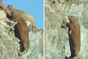 數百隻海象從80公尺高崖集體跳海，心碎紀錄片揭原因：牠們被逼到沒有選擇！