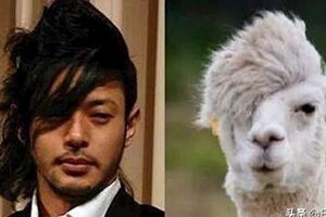 相似度爆表！日本網友分享那些和動物撞臉的明星，毫無違和感！哈