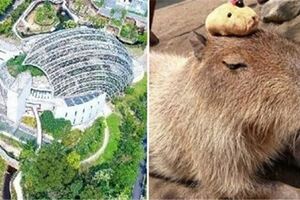 暑假必去！動物園砸3.9億「新建熱帶雨林館」超Q水豚君任你看　走進去「來自日本的新朋友」小朋友嗨翻