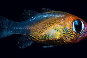 25個「科學家也驚為天人」的新發現物種　貓眼基魚長相怪萌超討喜