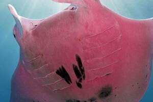 深海攝影奇遇罕見「粉紅大蝙蝠」竟是全世界唯一一隻！