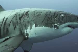 最頑強大白鯊「全身傷疤」霸氣滿點攝影師愣：從沒看過
