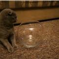 大貓硬要將自己收納在小魚缸裡　網友：貓一定是水做的