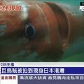 電影演真的！深海「巨烏賊」現身港口　慘被烘成魷魚乾分食