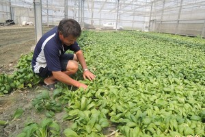 不願菜賤傷農分送愛心 學童、銀髮族加菜