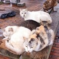 [地区猫]流浪猫都是饺子
