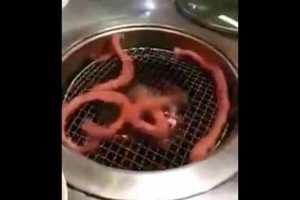 韩国著名料理活烤盲鳝