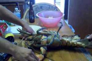 龍蝦好可憐 被凌遲到死才煮來吃How a live lobster is split