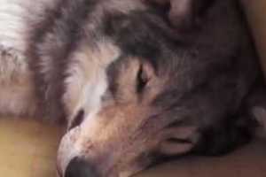 家裡怎麼有一頭狼悠哉的躺在沙發上 原來是家裡的笨狼狗以為牠的表親來作客了