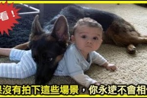 不可置信的德國狼犬拼命保護小主人！如果沒有拍下這些場景，你永遠不會相信！|狗狗搞笑|狗狗與嬰兒