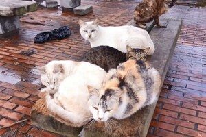 [地区猫]流浪猫都是饺子