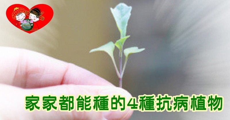 家家都能種的4種抗病植物.jpg