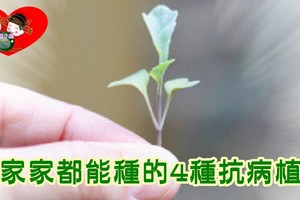 家家都能種的4種抗病植物