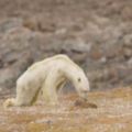 一頭令人心碎的北極熊，攝影師已欲哭無淚