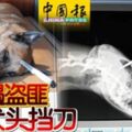 遛狗遇盜匪忠犬頭擋刀！為了護主它們甘願拼上性命！