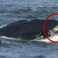 被一口吞進嘴裡，攝影師驚恐三秒鐘，傻鯨魚定格吐出，趕緊搖搖尾巴逃走！