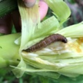 台灣已發現秋行軍蟲成蟲　農委會：百分之百根絕已不可能