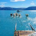 居然不是修圖！　格陵蘭暖化加劇「雪橇犬竟水上漂行」
