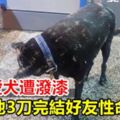 不滿愛犬遭潑漆他3刀完結好友性命