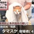 日本橘貓妨礙公務被抓，惱羞成怒當場口吐芬芳，處罰或成最大亮