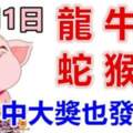 11月1日生肖運勢_龍、牛、豬大吉