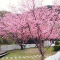 粉嫩、桃紅櫻花綻放！  春季可賞櫻的8個露營區