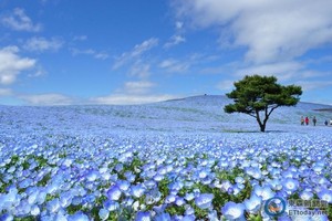 日本最浪漫花海！450萬粉蝶花開滿「常陸海濱公園」