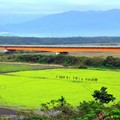 黃澄澄的療癒！台東3處油菜花田朝氣登場