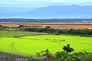 黃澄澄的療癒！台東3處油菜花田朝氣登場