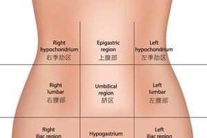 不要以為上腹痛就是胃痛! 有可能是這些器官出了問題