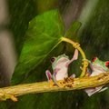 14個動物撐傘的天然完美瞬間，看完後就算討厭雨天的人也會每天(ღˇ◡ˇ)♡！