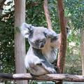 澳洲特有動物有多種，只認識袋鼠就太少了!
