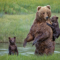 美國熊媽媽背著怕水的熊寶寶過河 畫面暖心