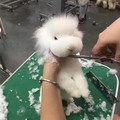 腦洞超大的寵物設計師給兔子剃毛，最後竟「變身小綿羊」的超狂成果讓網友一秒噴笑！